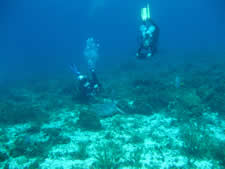 Divers and Sea Turtle