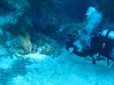 Lionfish and Videographer